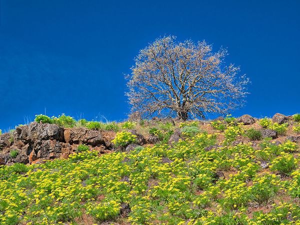 Eggers, Terry 아티스트의 USA-Washington State Lone Tree on hillside with spring wildflowers작품입니다.
